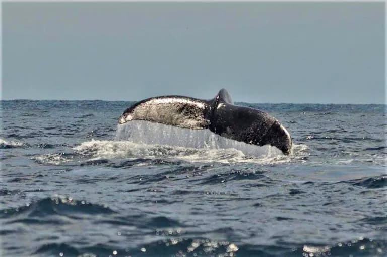 Humpback whale tail on the Colombian Pacific