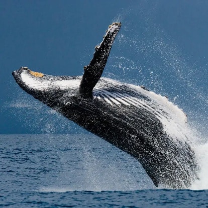 A humpback whale breaching clear of the water