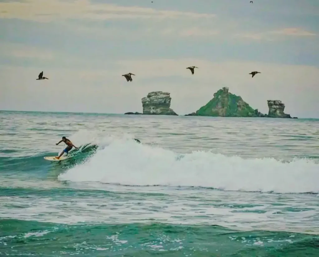 A surfer on a wave at Las Tunas with pelicans crossing and the Ahorcados rocks behind