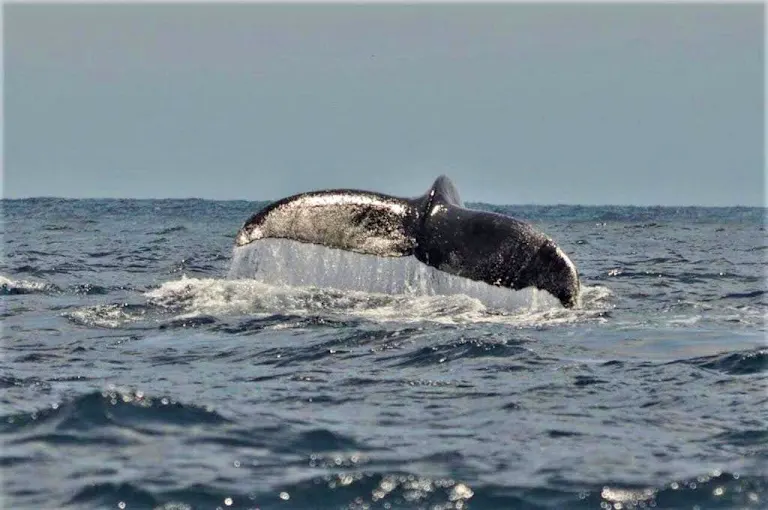 Humpback whale on the Colombian Pacific. July to October.